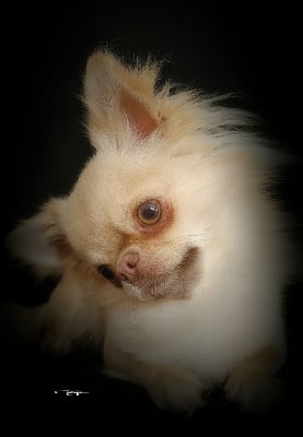 Étalon Chihuahua - alvaris star Viva benjamin