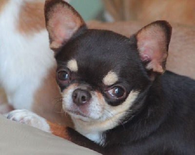 Étalon Chihuahua - Ricciricci Des Chixy Du Soleil