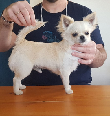 Étalon Chihuahua - Un p'tit bout de mousse De L'empire De Ganesh