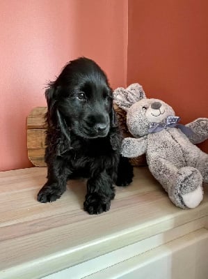 Étalon Cocker Spaniel Anglais - Valhalla du Grand Cougnot