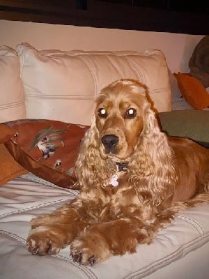 Étalon Cocker Spaniel Anglais - Scarlett du Domaine Des Pres Salés