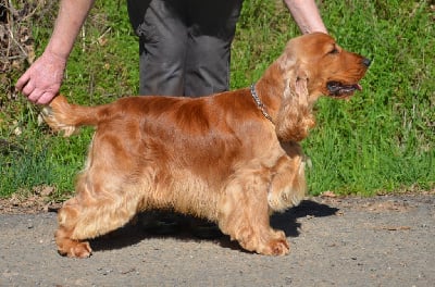 Étalon Cocker Spaniel Anglais - Corralet bohemian