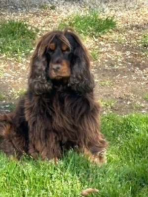 Étalon Cocker Spaniel Anglais - Nuage Du Clos De Vitalie