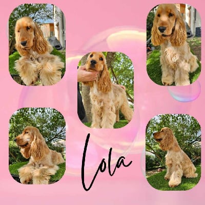 Étalon Cocker Spaniel Anglais - Corralet lola xxv