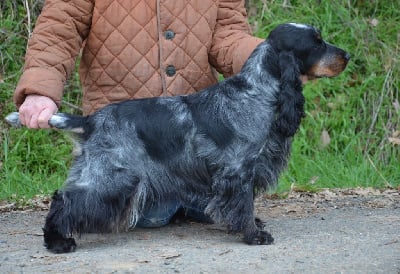 Étalon Cocker Spaniel Anglais - Lupus Dei Sine qua non dite shane