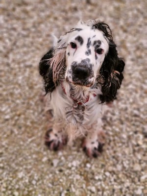 Étalon Cocker Spaniel Anglais - Snoopy Du Domaine Des Crocs D'Ivoire