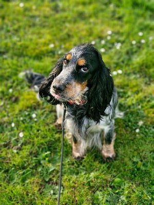 Étalon Cocker Spaniel Anglais - Simba Du Domaine Des Crocs D'Ivoire