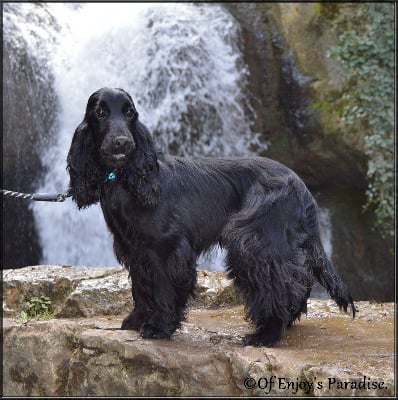 Étalon Cocker Spaniel Anglais - Undy des geants du bocage