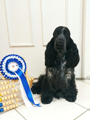 Étalon Cocker Spaniel Anglais - felamo star Daisy lou