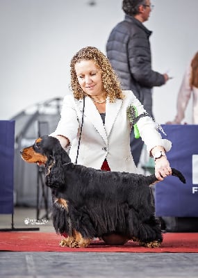 Étalon Cocker Spaniel Anglais - CH. The muppet show Du domaine des clayeux