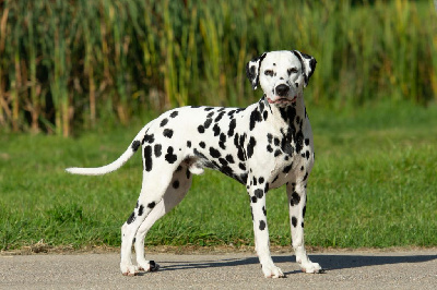 a spottified Vivid expression