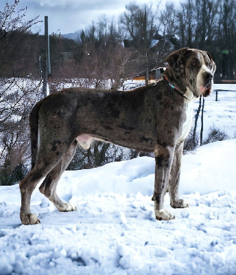 Étalon Dogue allemand - Raja Des Terres De Becquerel
