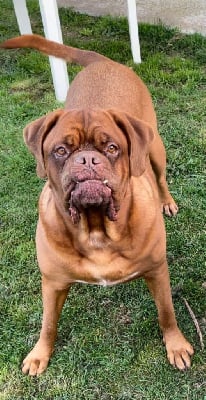 Étalon Dogue de Bordeaux - Nalia crystal (Sans Affixe)