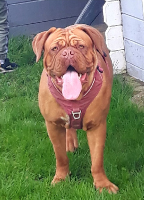 Étalon Dogue de Bordeaux - Ulna De La Taniere De Luperca