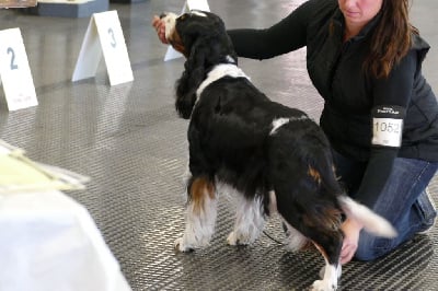 Étalon English Springer Spaniel - TR. CH. Jimmy du clos de la pouillette