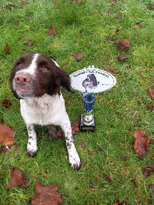 Étalon English Springer Spaniel - Tequila Du Domaine Du Springer