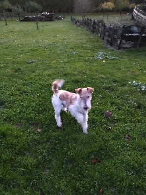 Étalon Fox Terrier Poil Dur - Ricard de la meute champenoise