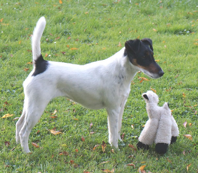 Étalon Fox Terrier Poil lisse - Roulette dite racaille des ours de la Motte