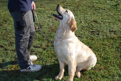 Étalon Golden Retriever - Upanishad Des Fees Du Dolmen