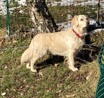 Étalon Golden Retriever - Sandringham bahia de la ferme de belledonne