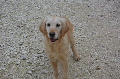 Étalon Golden Retriever - Peytone du Domaine D'Eily