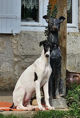 Étalon Greyhound - Spiritus Sanctus Une barbara