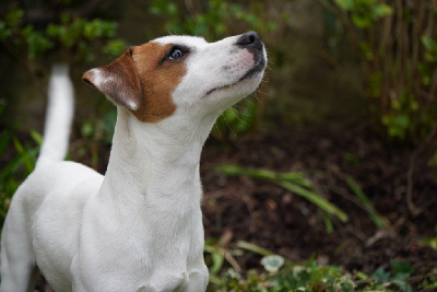 Étalon Jack Russell Terrier - Una rosa du pont du riot d'Esnes