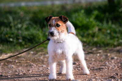 Étalon Jack Russell Terrier - Time after time du Bois de Compiègne