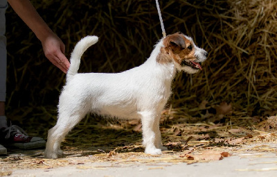 Étalon Jack Russell Terrier - Sunny boo du Bois de Compiègne