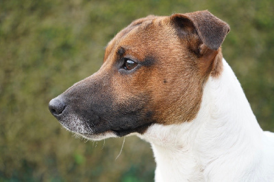 Étalon Jack Russell Terrier - Uno first Du Clos D'Allinge