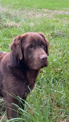 Étalon Labrador Retriever - Sushi Du prieur de la roche