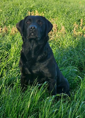 Étalon Labrador Retriever - Connivence Sokks