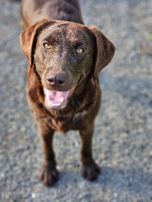 Étalon Labrador Retriever - Saya Minich De La Pointe