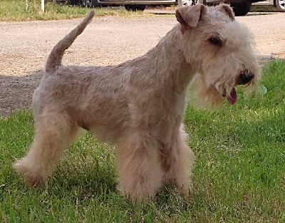 Étalon Lakeland Terrier - Saredon Soul man