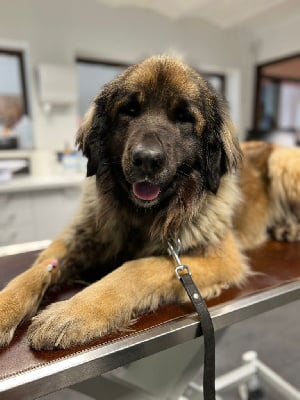 Étalon Leonberger - Saika De La Vallee De Cheyenne