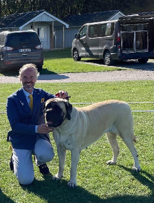 Étalon Mastiff - CH. Brullemail Olympia rose 