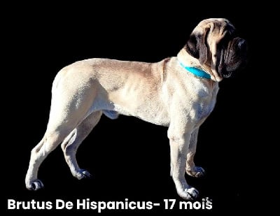 Brutus dit pumba mastiffs from hispanicus