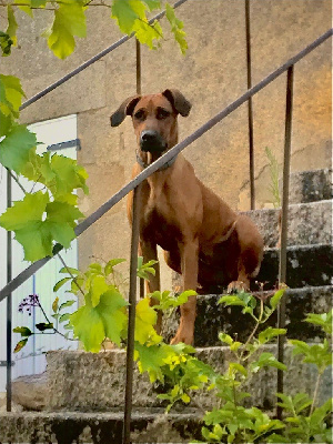 Étalon Rhodesian Ridgeback - Tarja De Kergantic