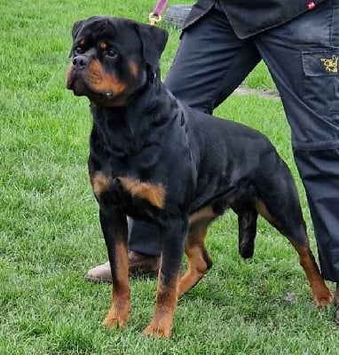 Santos du champ des louves