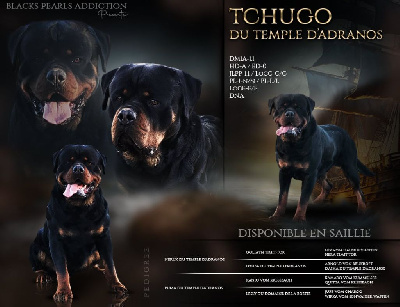 Étalon Rottweiler - Tchugo Du Temple D'Adranos