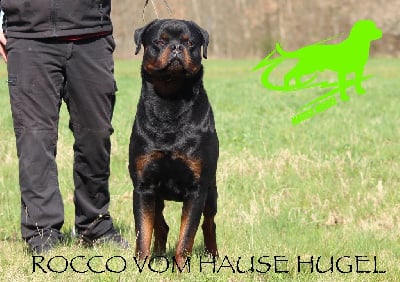 Étalon Rottweiler - Rocco Vom Hause Hugel