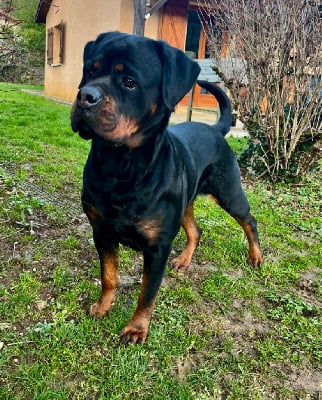 Étalon Rottweiler - Ruby de la vallé des anges noir