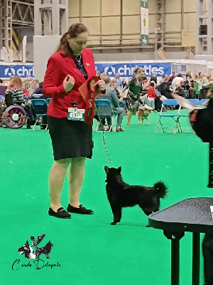 Étalon Schipperke - CH. U Are Little Kelly du dragon rouge de jupiter