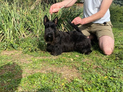 Étalon Scottish Terrier - Gabéric's Toréador