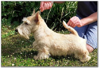 Étalon Scottish Terrier - rampagescot Chit chat