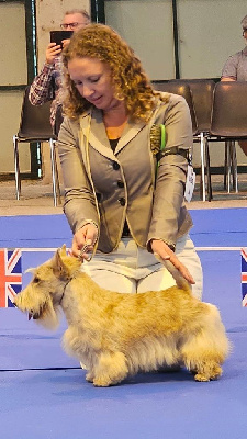 Étalon Scottish Terrier - rampagescot Whistler