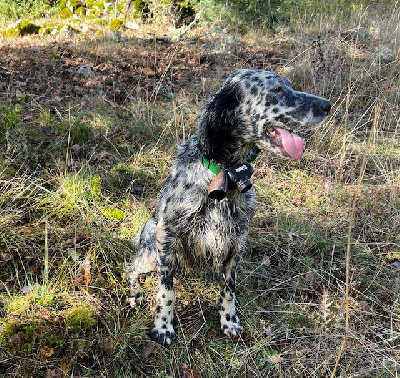 Étalon Setter Anglais - Simba Du Roc De La Capelle