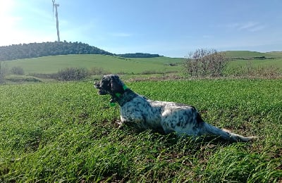 Étalon Setter Anglais - TR. Toundra de roc'h kirio