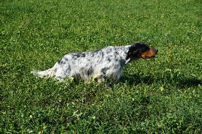 Étalon Setter Anglais - TR. Sultan de lidylaine