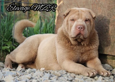 Étalon Shar Pei - MZR Tina